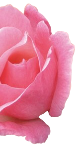 Praxisrose_free_hlfte